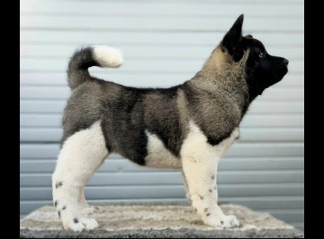 americka akita 01.jpg